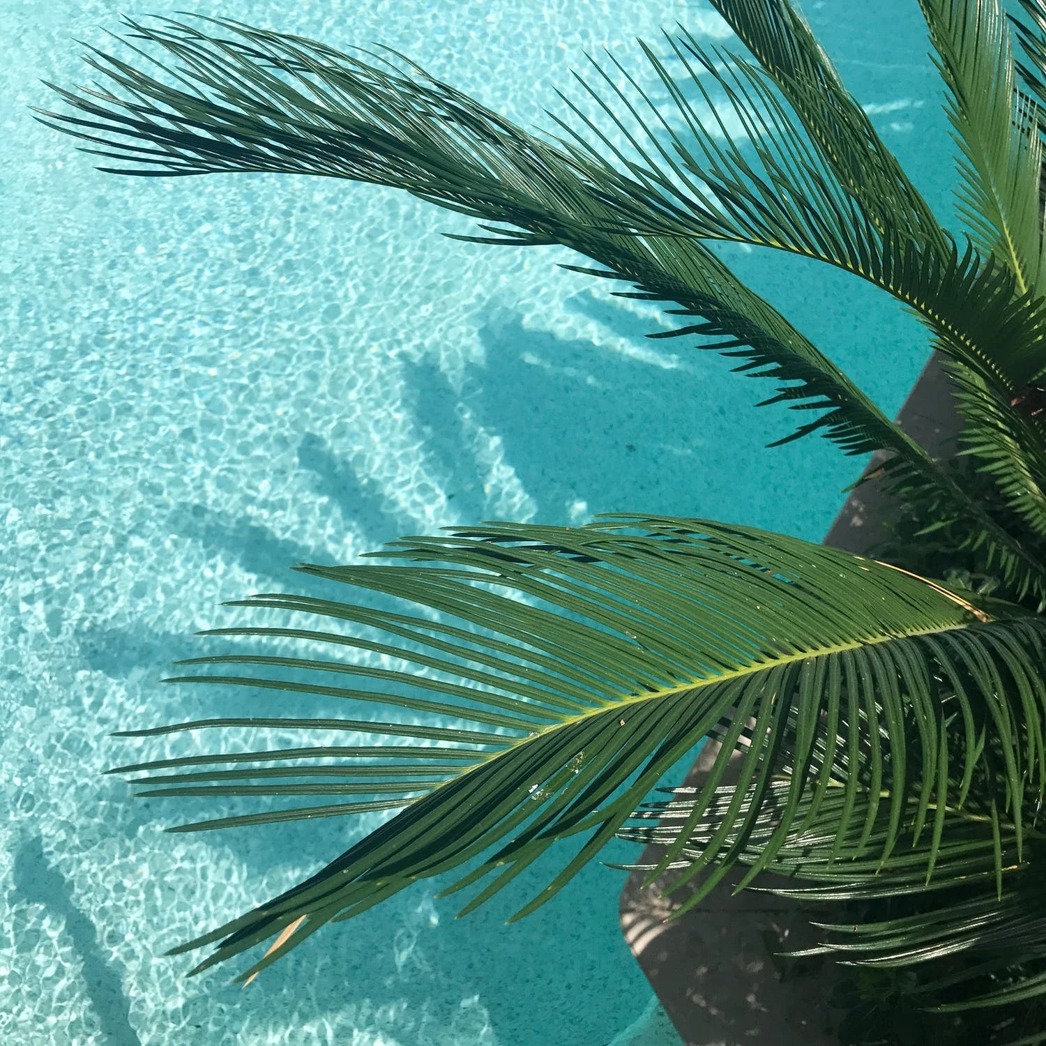 Palm leaves above the turquoise pool at The M Spa